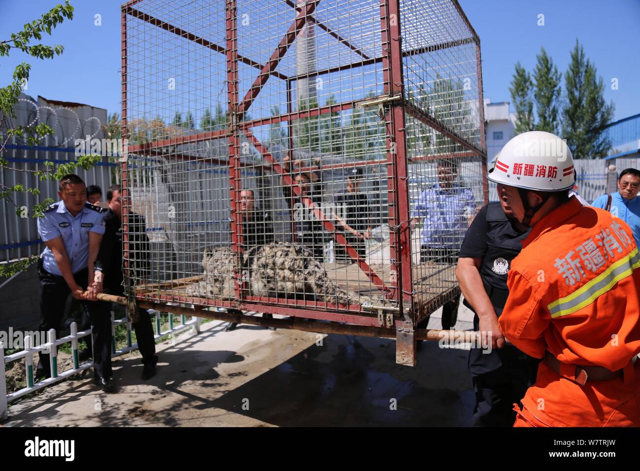 Police officers carry a two-year-old wild snow leopard to be released back to Tianshan mountain in a cage in Jinghe county, Bole city, northwest China Stock Photo