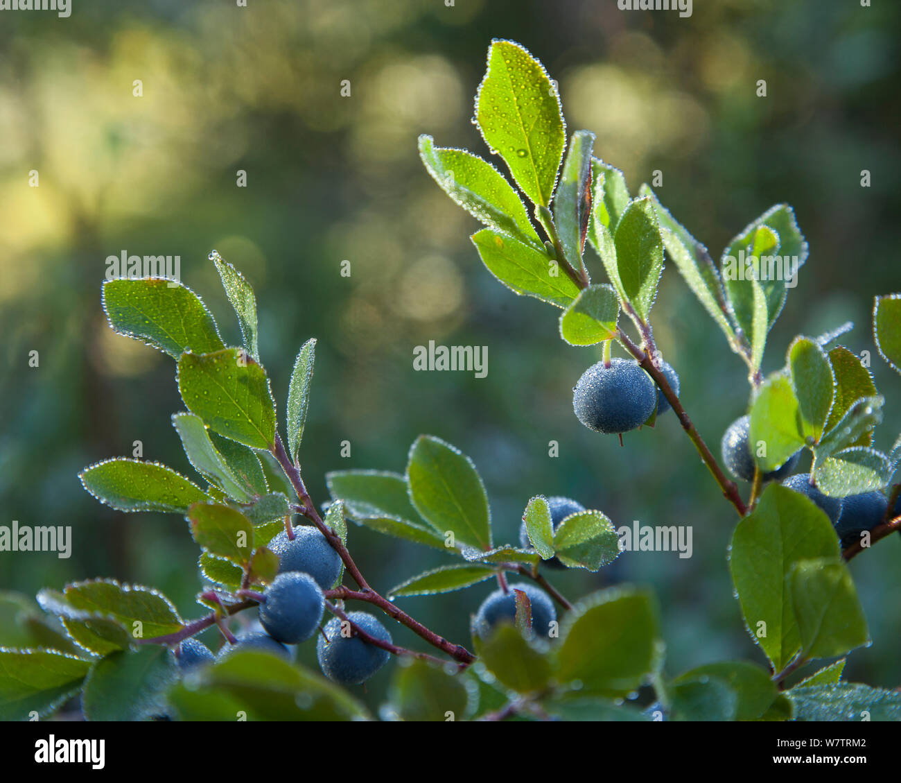 Ripe Cascade Bilberries (Vaccinium deliciosum), covered in dew in North Cascades, Washington, USA, September 2013. Stock Photo