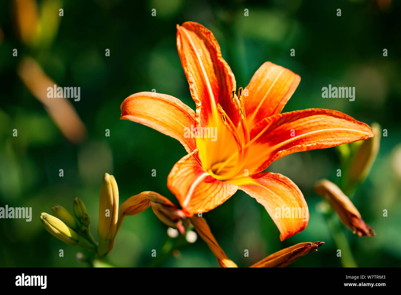 White tiger lilies hi-res stock photography and images - Alamy