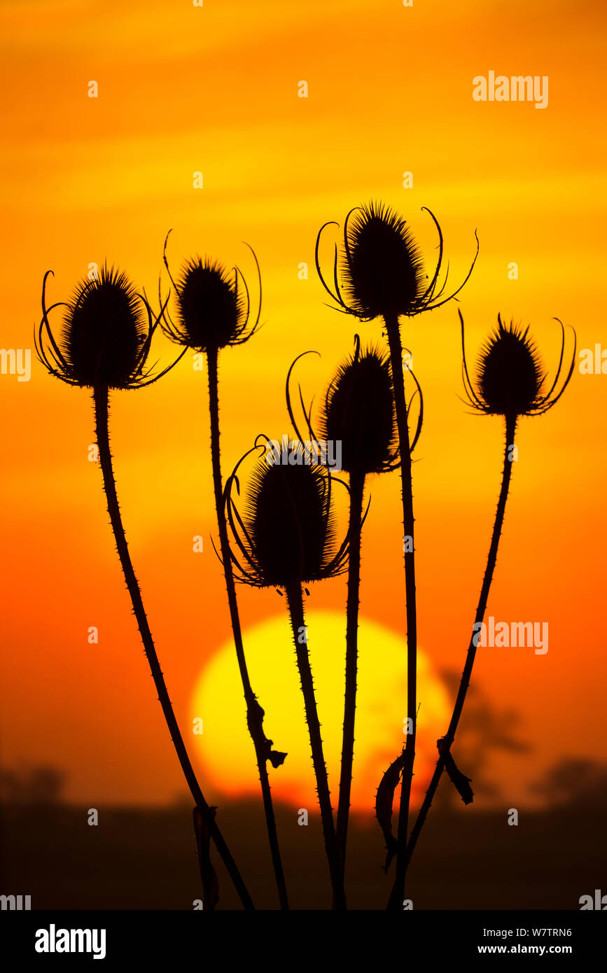 Teasel (Dipsacus fullonum) seed heads silhouetted at sunset, Norfolk, England, UK, October. Stock Photo