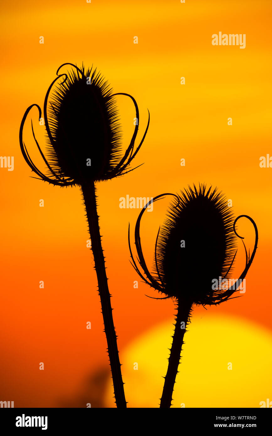 Teasel (Dipsacus fullonum) seed heads silhouetted at sunset, Norfolk, England, UK, October. Stock Photo