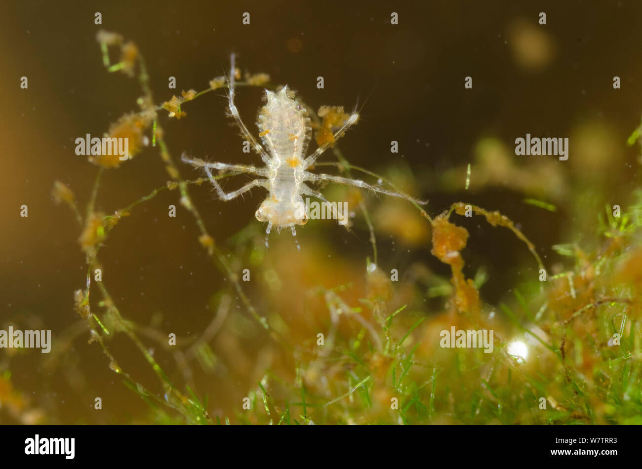 Skimmer dragonfly nymph (Sympetrum vulgatum) early nymphal stage