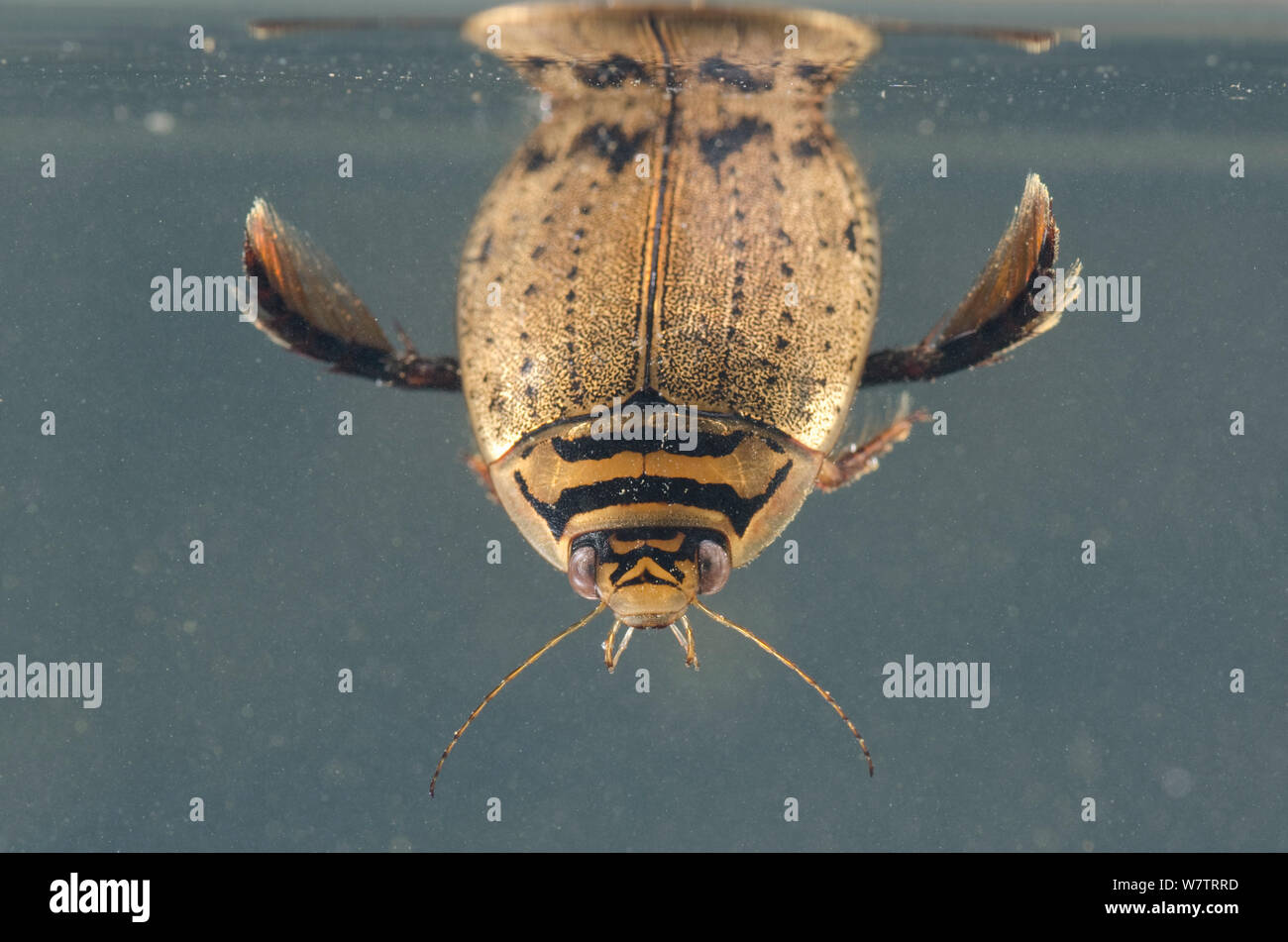 Lesser diving beetle (Acilius sulcatus) refilling its air supply by the surface, male, Europe, May, controlled conditions Stock Photo
