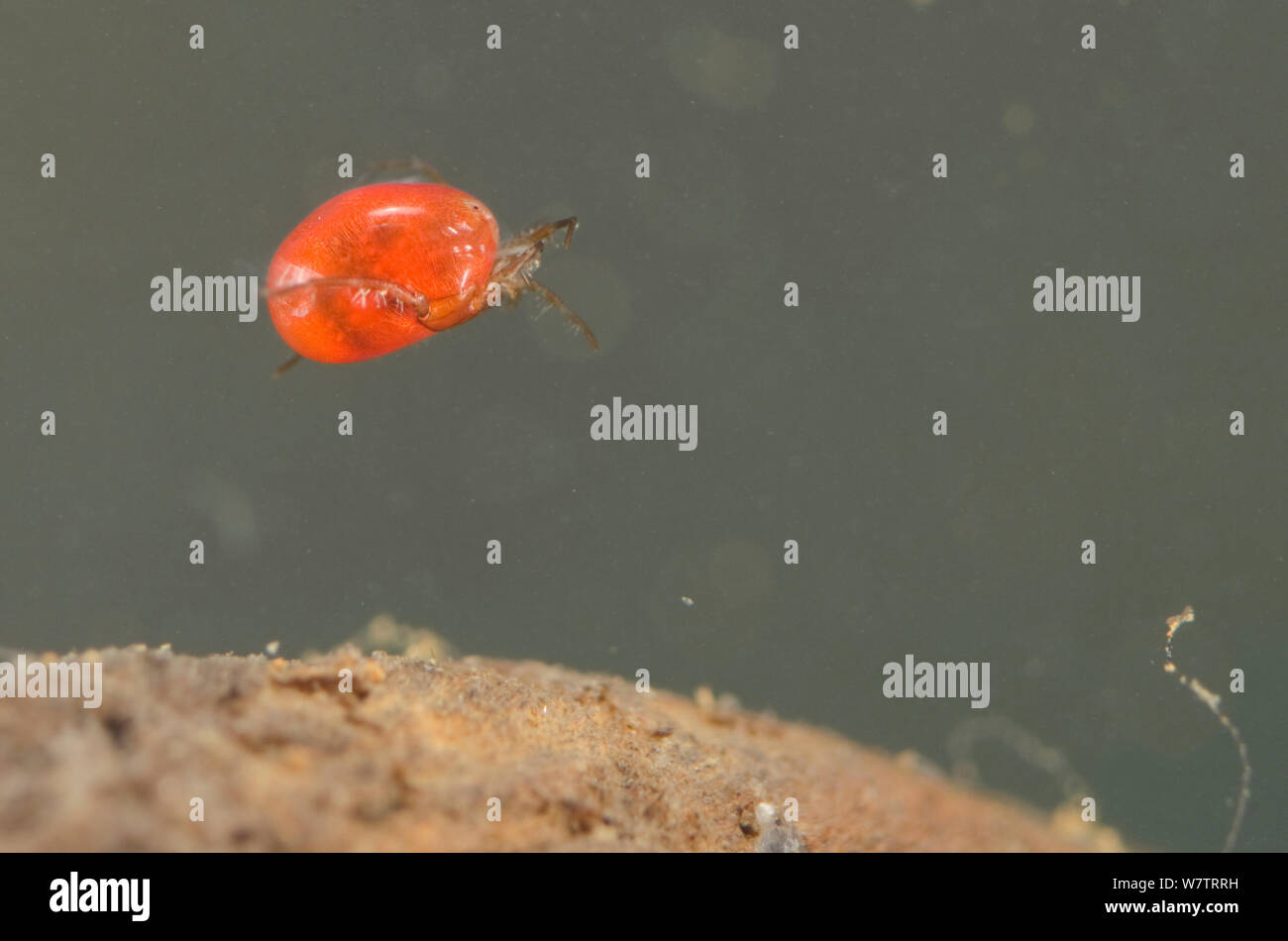 Water mite (Hydracarina) Europe, May, controlled conditions Stock Photo