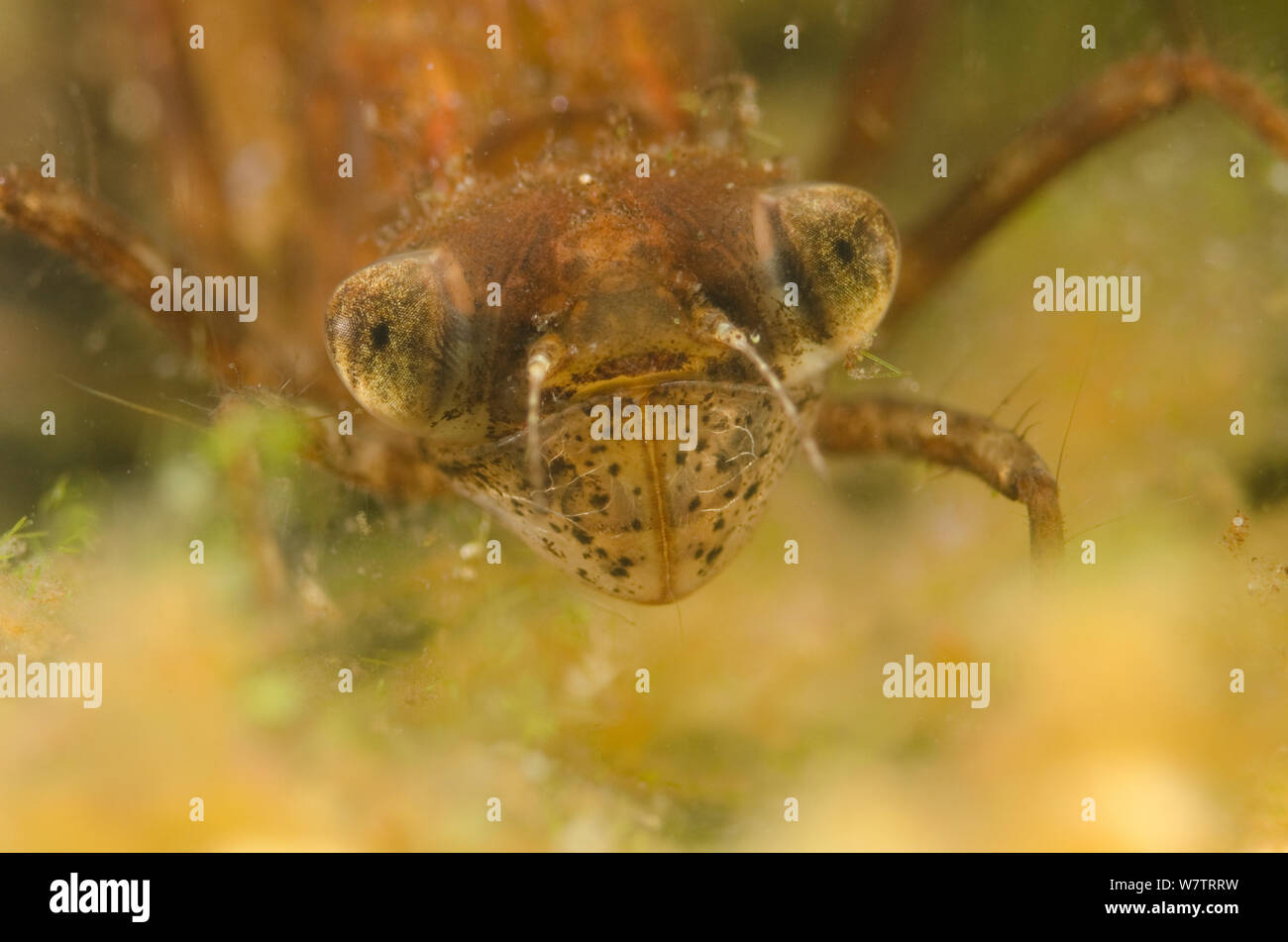 Skimmer dragonfly nymph (Sympetrum vulgatum) dark due to debris and
