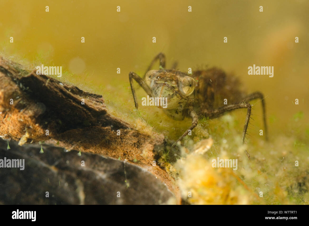 Skimmer dragonfly nymph (Sympetrum vulgatum) late nymphal stage, Europe