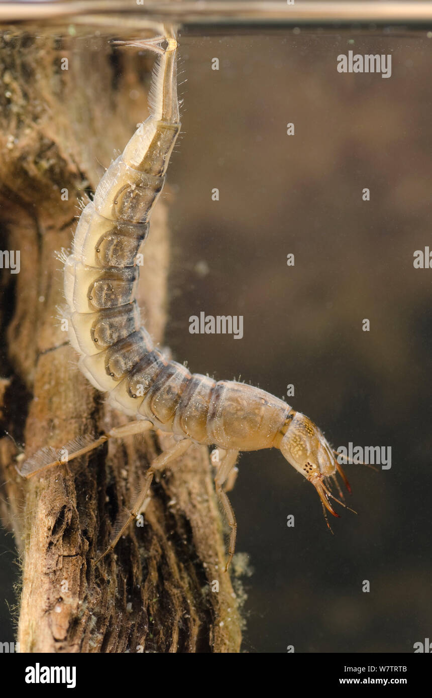 Great diving beetle larva (Dytiscus marginalis) breathing by the water