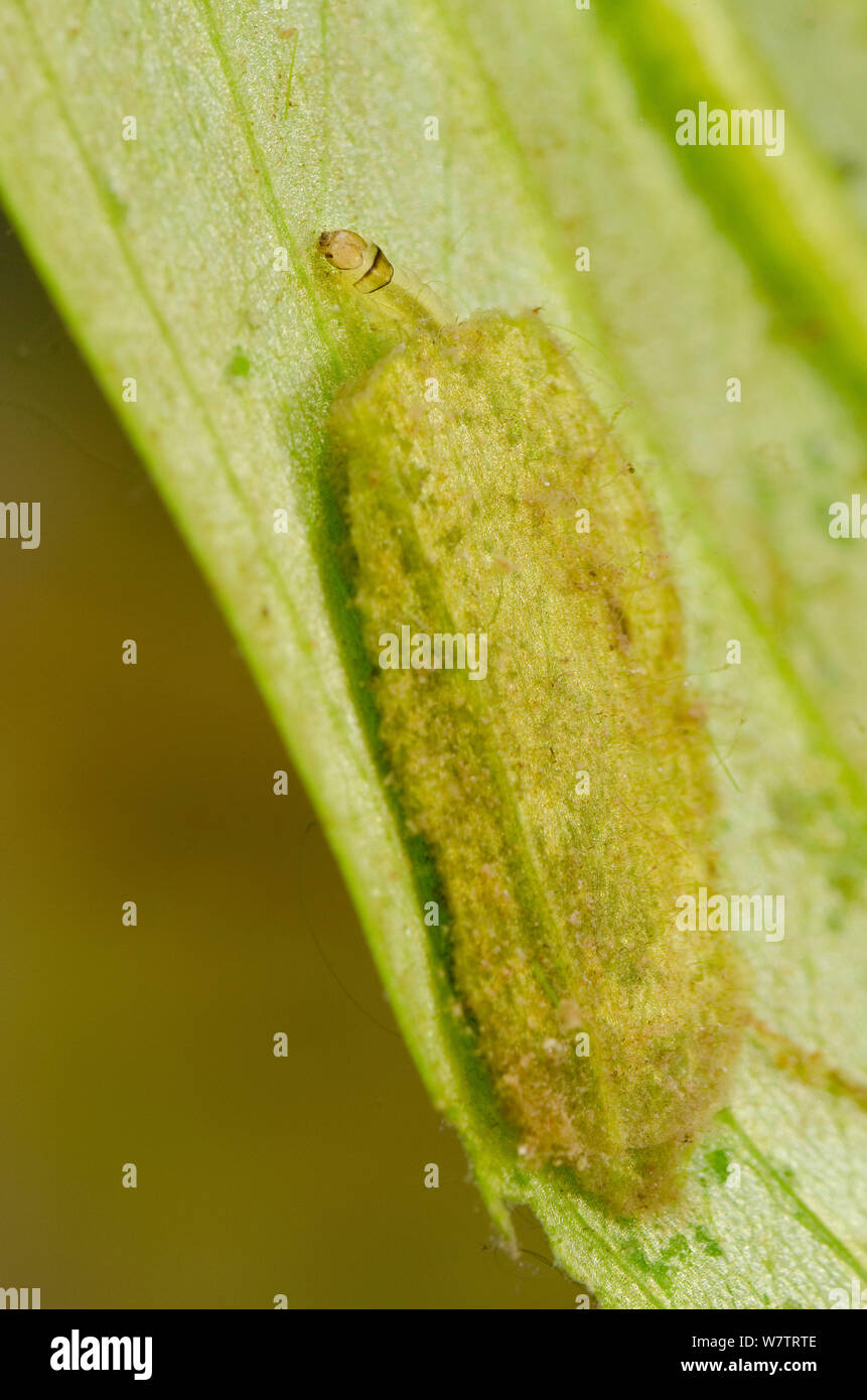 Brown China-mark larva (Elophila nymphaeata) in the case made of two ovals of leaf material, Europe, June, controlled conditions Stock Photo