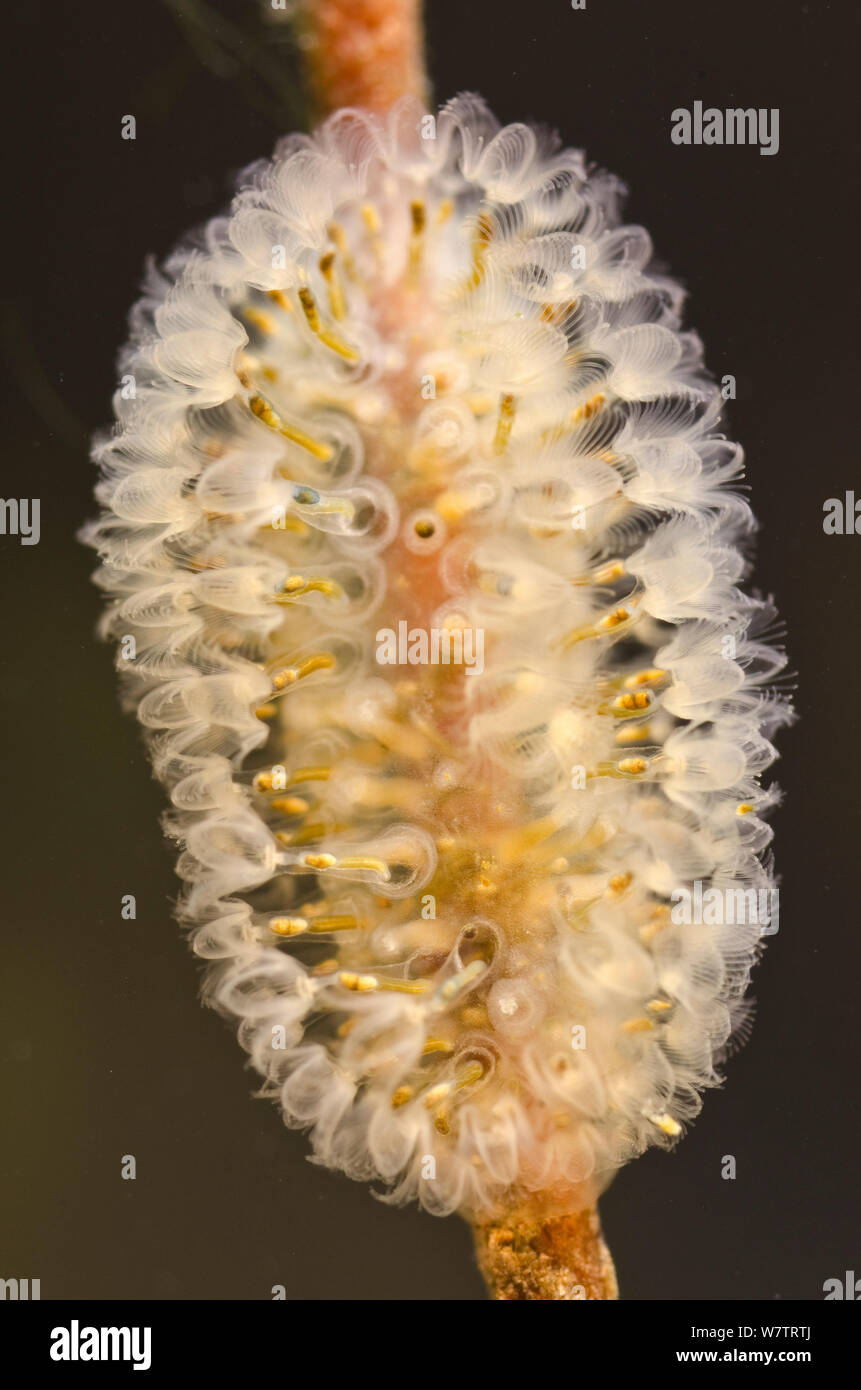 Freshwater Bryozoan (Cristatella mucedo) colony of zooids attached to a root, Europe, June, controlled conditions Stock Photo