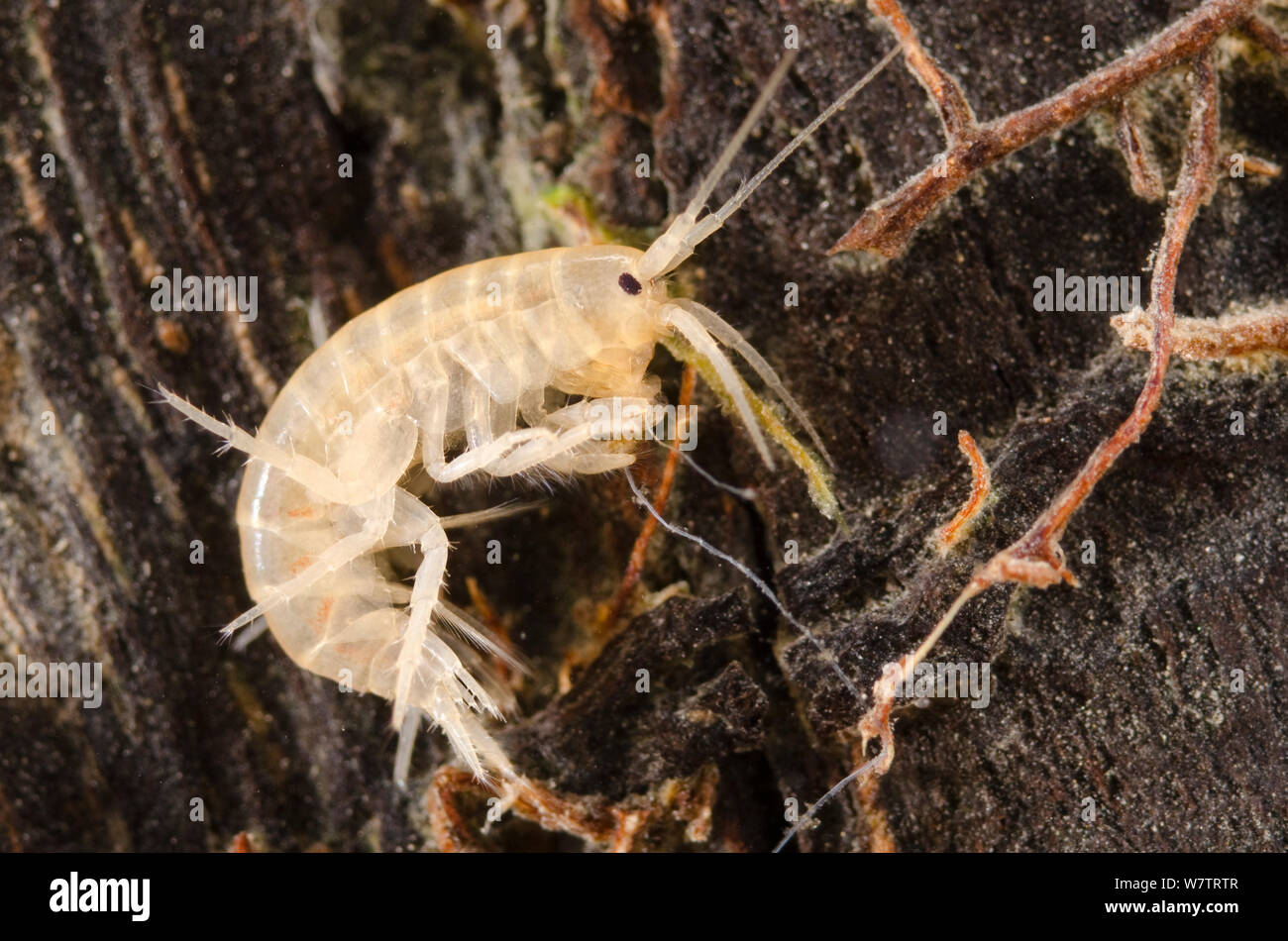 Scud (Gammarus fossarum) freshwater amphipod crustacean, Europe, June, controlled conditions Stock Photo