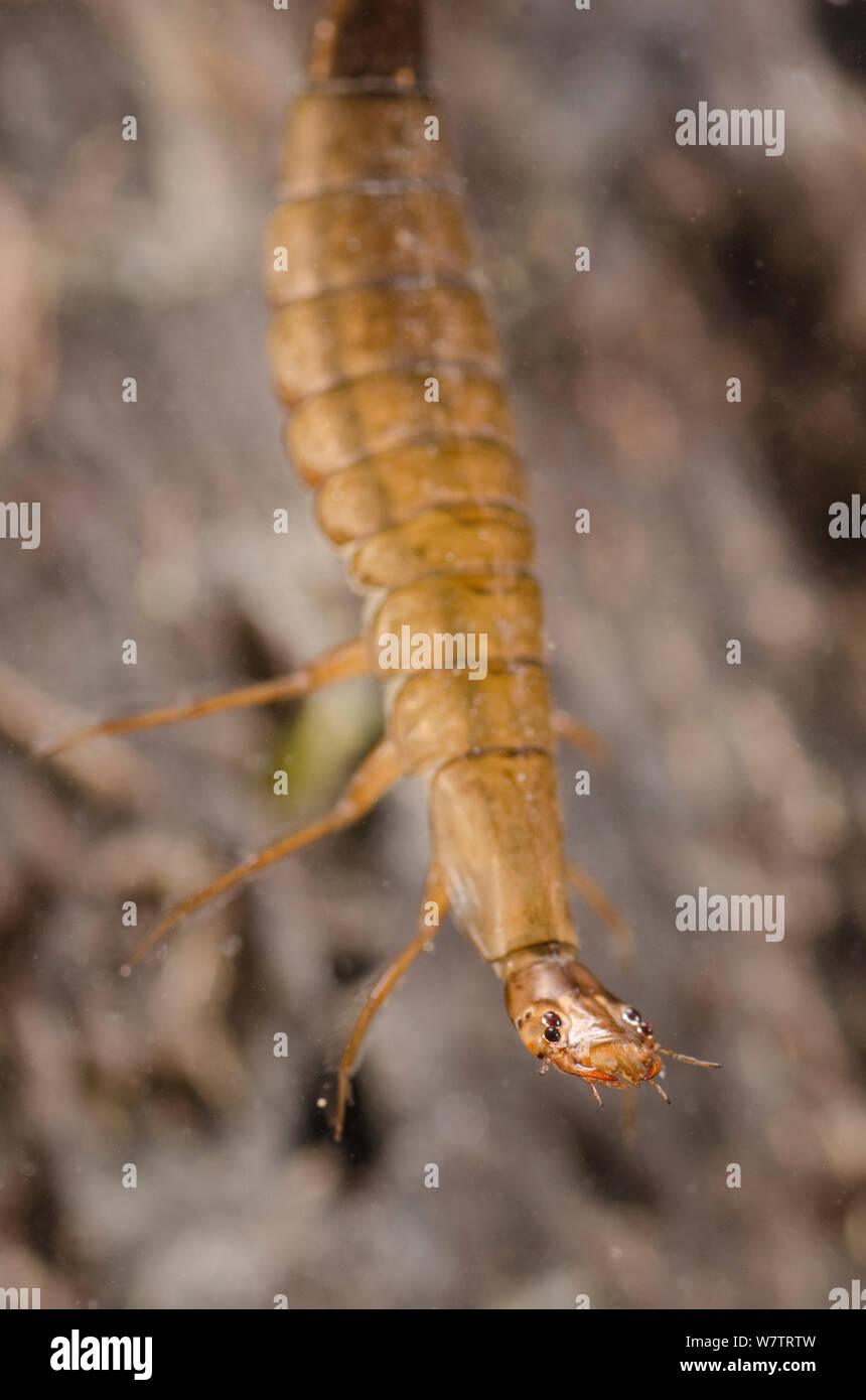 Diving beetle larva (Graphoderus bilineatus) Europe, June, controlled conditions Stock Photo