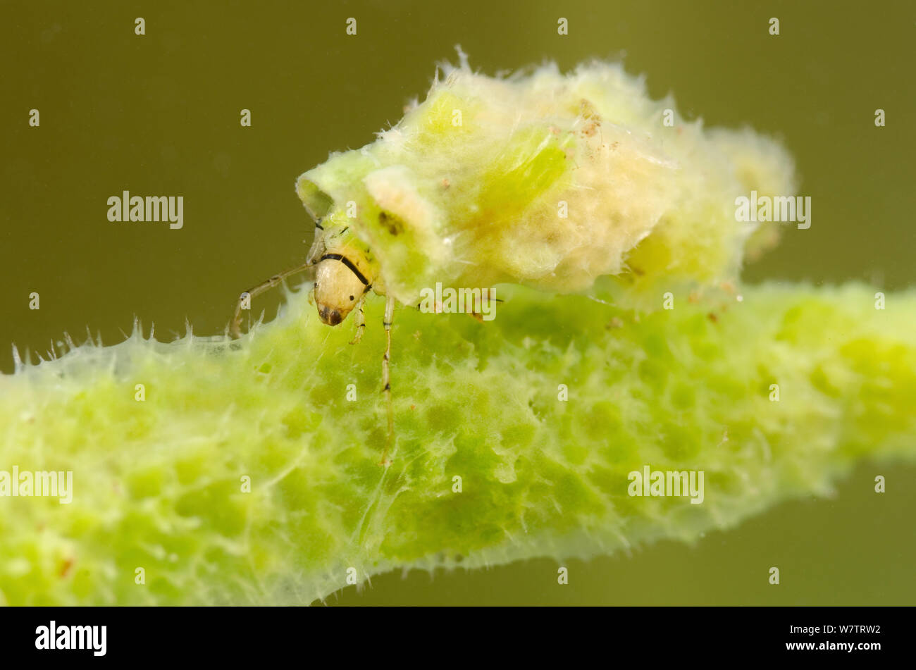 Case-building caddisfly larva (Ceraclea) in the shelter made of freshwater sponge (Spongilla lacustris) Europe, July, controlled conditions Stock Photo