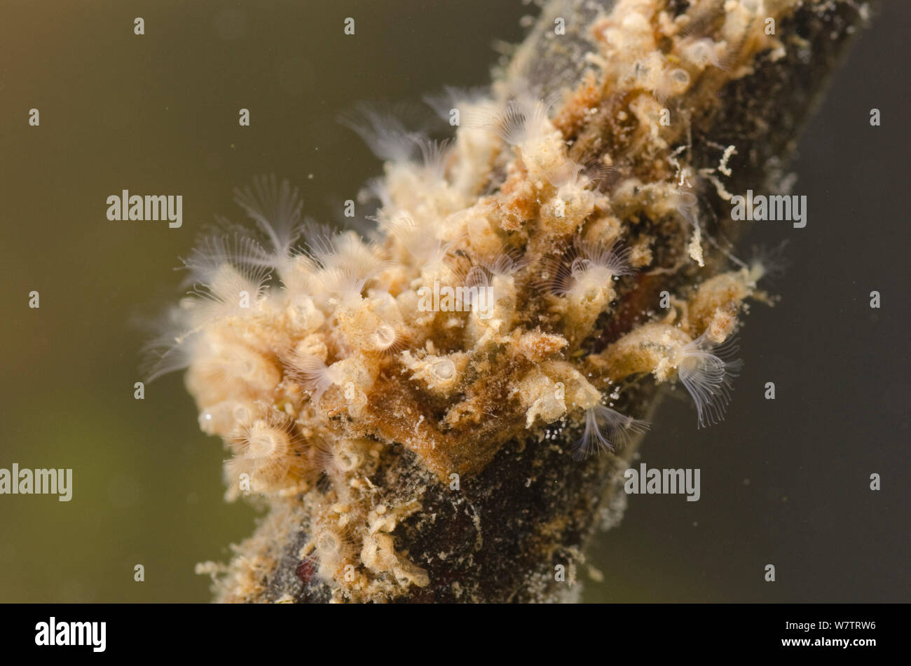 Freshwater Bryozoan (Plumatella repens) colony of zooids attached to a root, Europe, July, controlled conditions Stock Photo