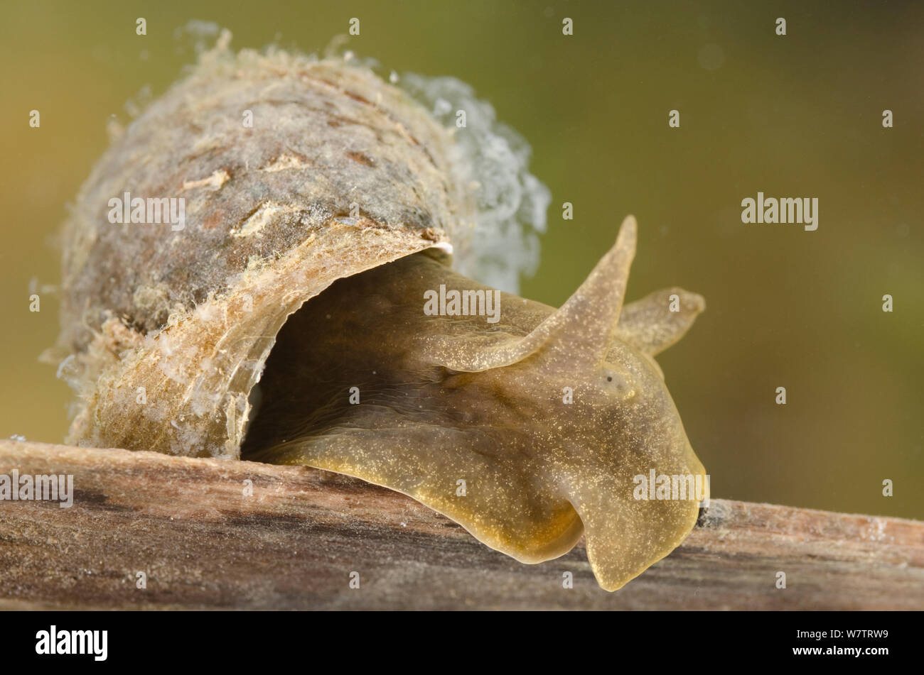 great-pond-snail-lymnaea-stagnalis-europe-july-controlled