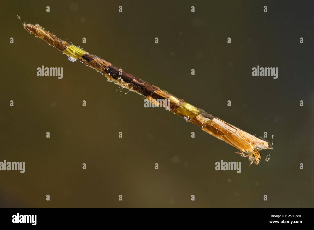 Case-building caddisfly larva (Leptoceridae) Europe, July, controlled conditions Stock Photo