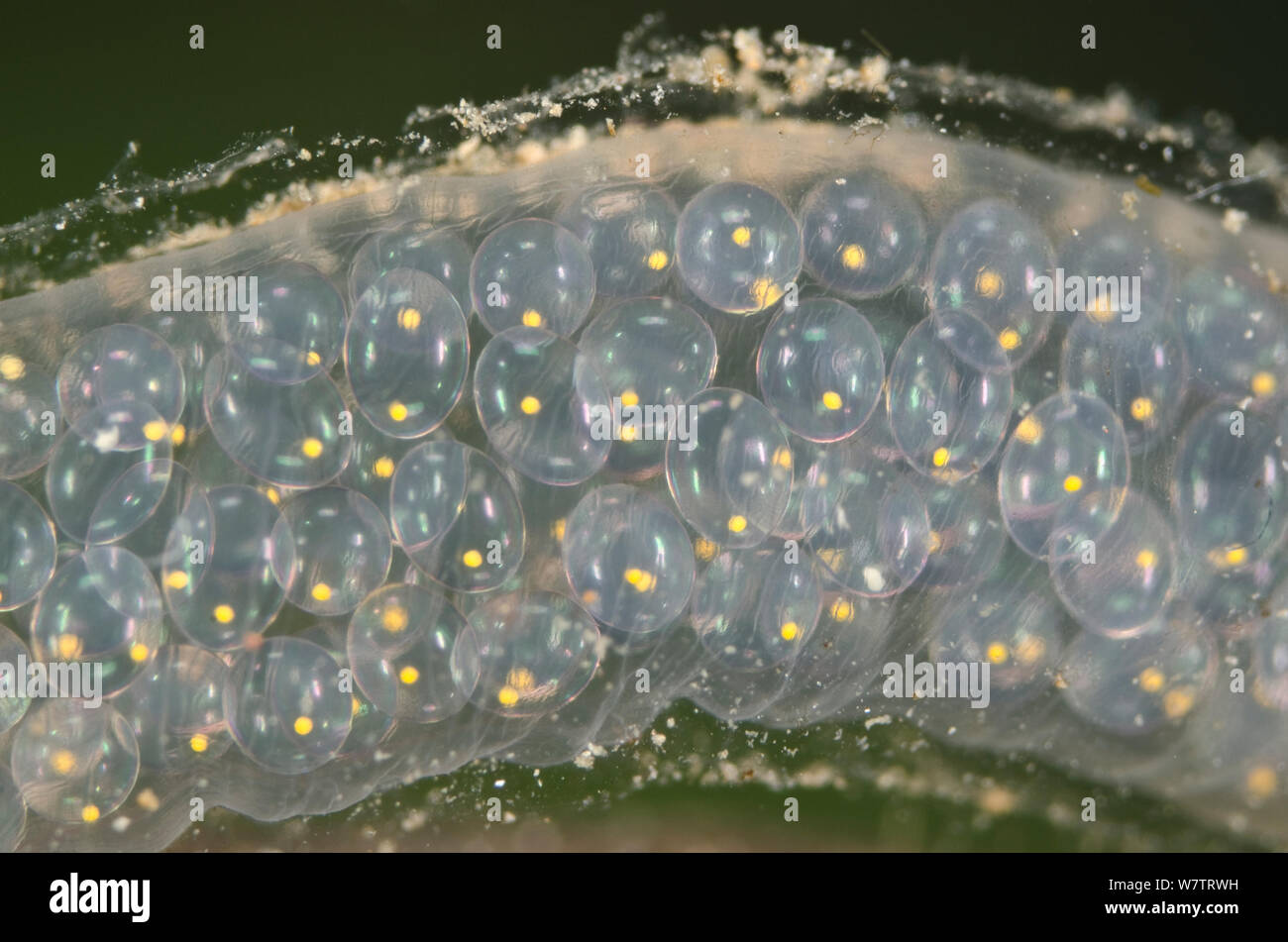 Great pond snail egg mass (Lymnaea stagnalis) Europe, July, controlled