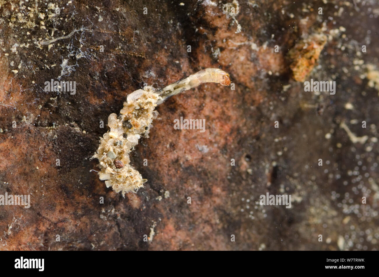 Non-biting midge larva (Chironomidae) in the shelter attached to the stone, Europe, August, controlled conditions Stock Photo