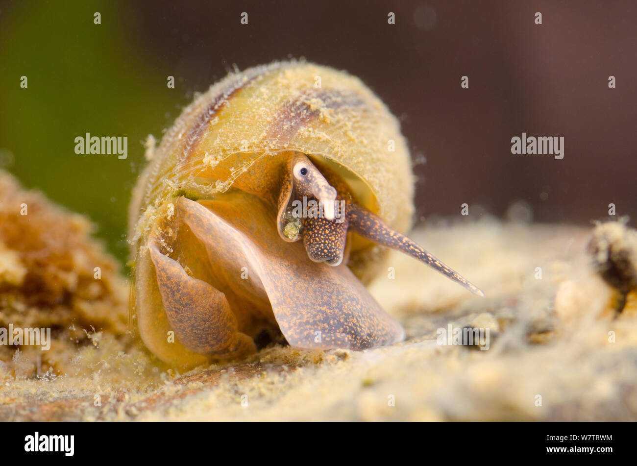 River snail (Viviparus viviparus) Europe, August, controlled conditions Stock Photo