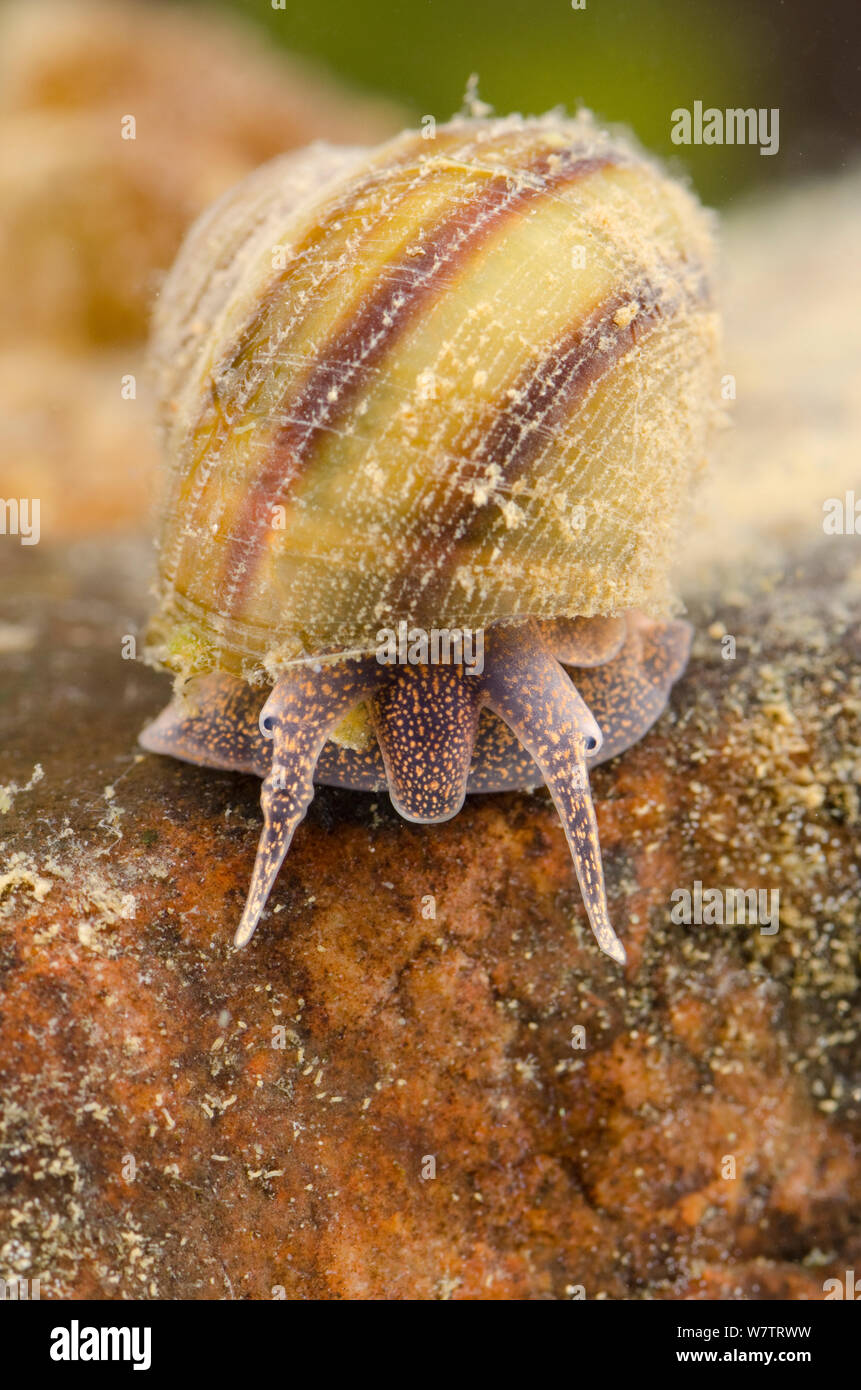 River snail (Viviparus viviparus) Europe, August, controlled conditions Stock Photo