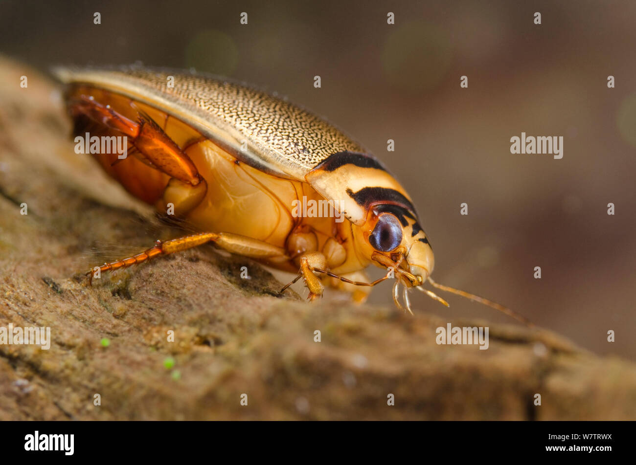 Diving beetle (Graphoderus bilineatus) cleaning its antennae, female, Europe, August, controlled conditions Stock Photo