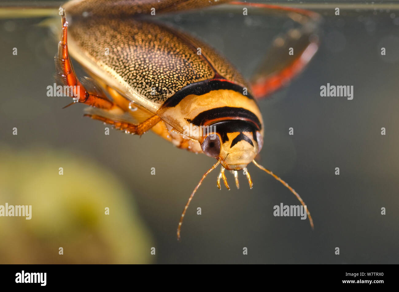 Diving beetle (Graphoderus bilineatus) refilling the air supply by the surface, male, Europe, August, controlled conditions Stock Photo