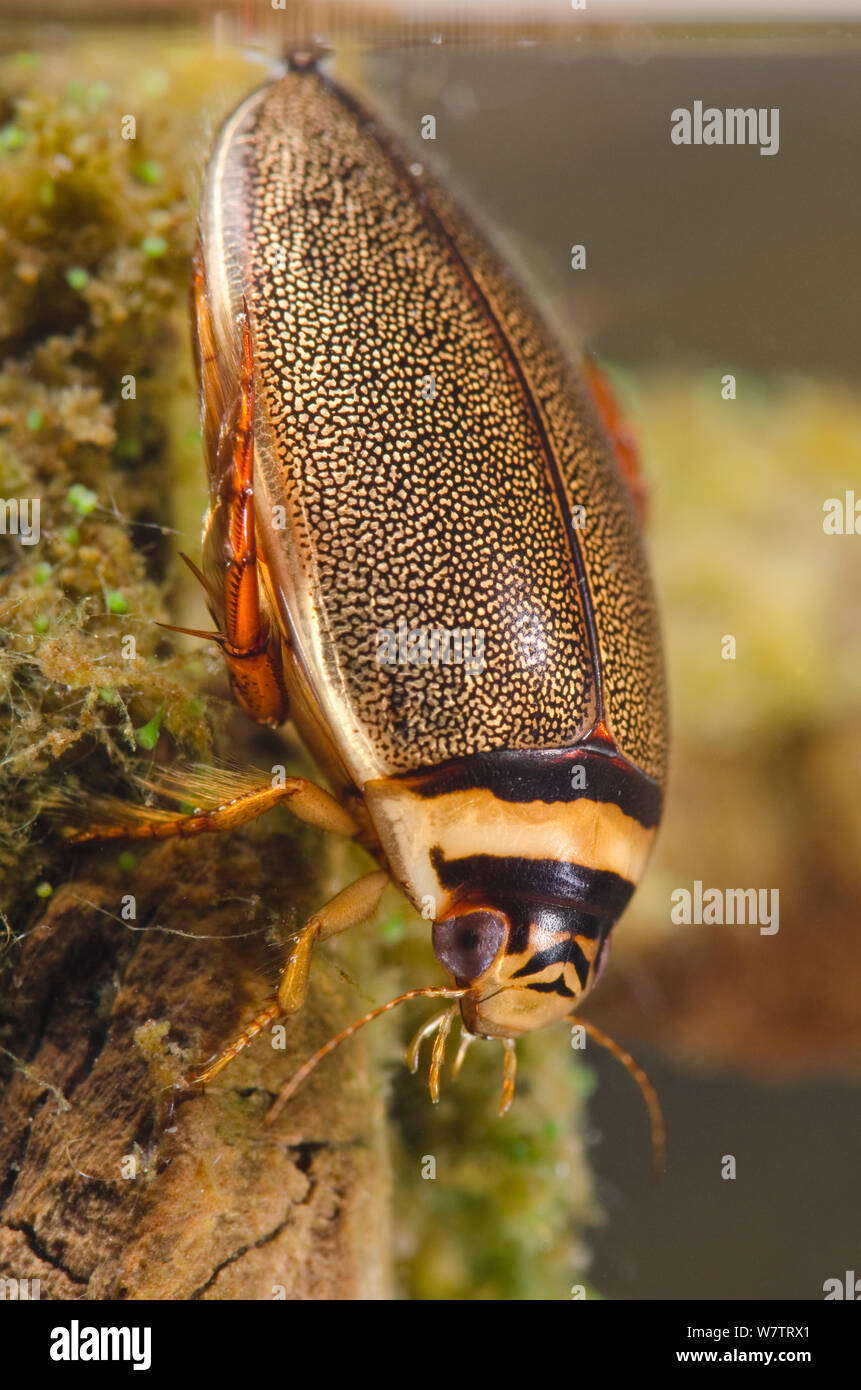Diving beetle (Graphoderus bilineatus) refilling the air supply by the surface, female, Europe, August, controlled conditions Stock Photo