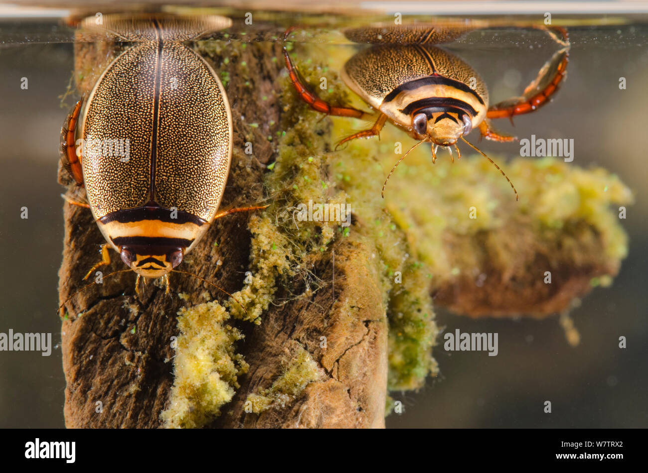 Diving beetles (Graphoderus bilineatus) female (left) and male (right) Europe, August, controlled conditions Stock Photo