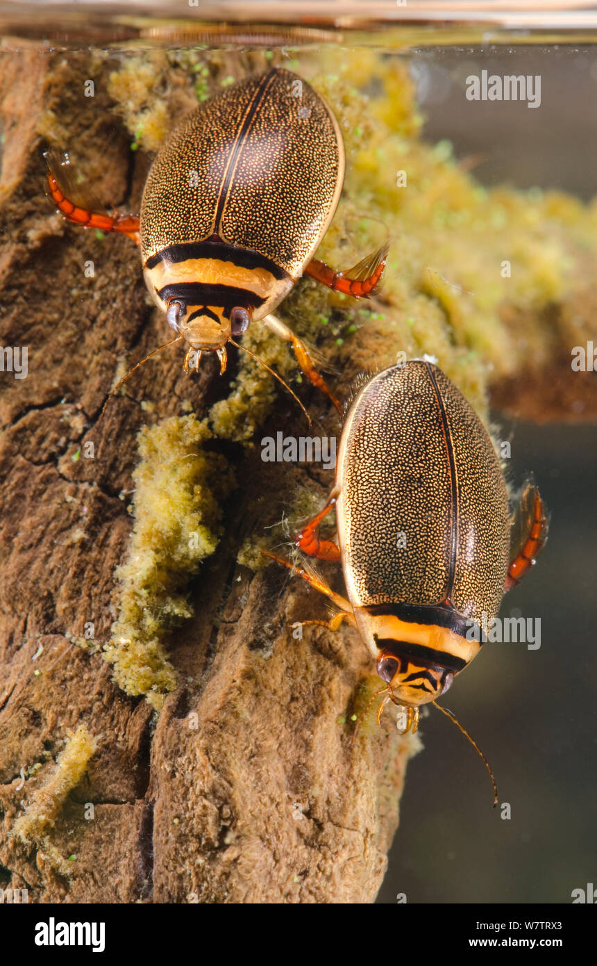 Diving beetles (Graphoderus bilineatus) female (right) and male (left) Europe, August, controlled conditions Stock Photo