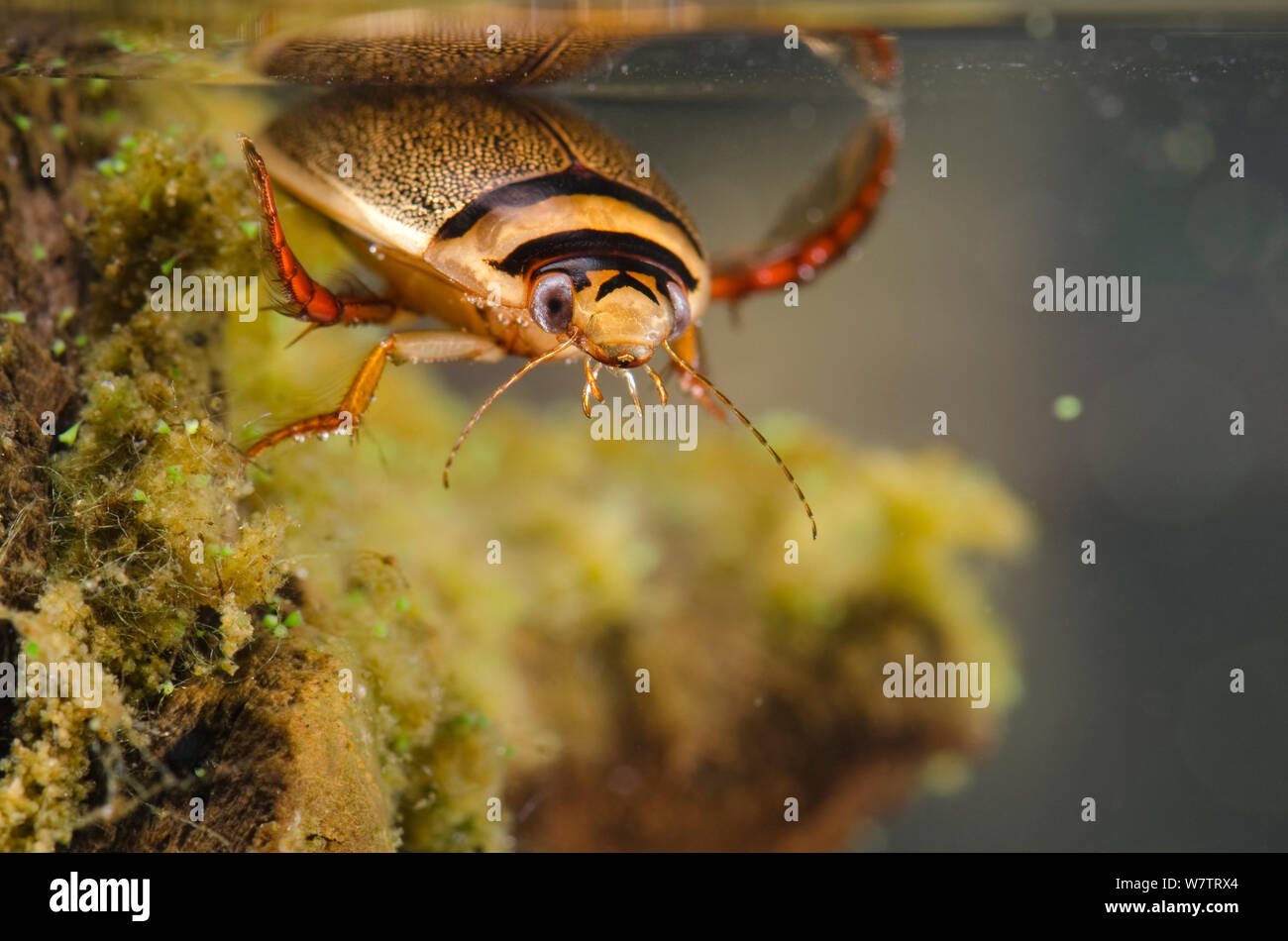 Diving beetle (Graphoderus bilineatus) male, Europe, August, controlled conditions Stock Photo
