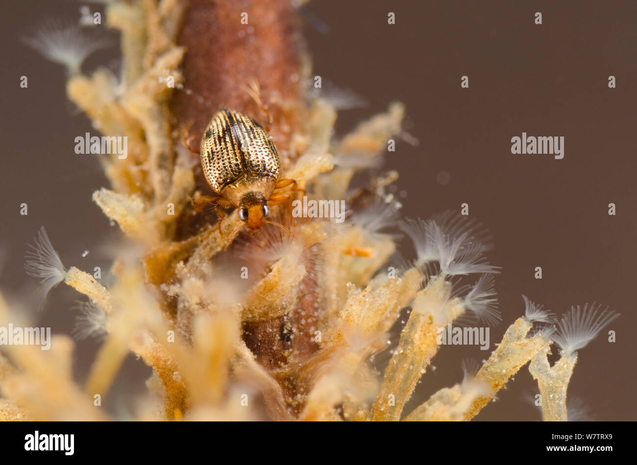 Diving beetle (Haliplus ruficollis) crawling in freshwater Bryozoan colony (Plumatella fruticosa) Europe, August, controlled conditions Stock Photo