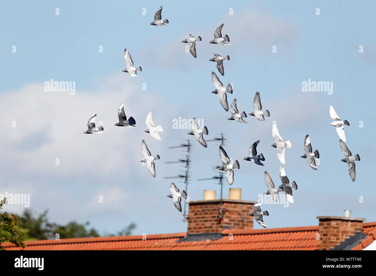 Domestic pigeons (Columia livia) flock in flight over houses, Cheshire, UK, June. Stock Photo