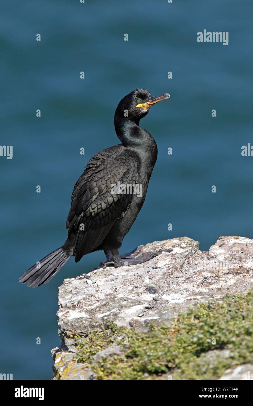 Shag (Phalacrocorax aristotelis) perched on clifftop on Puffin Island, Anglesey, North Wales, UK, June. Stock Photo