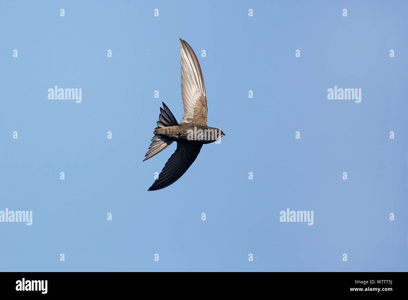 Swift birds flying hires stock photography and images Alamy