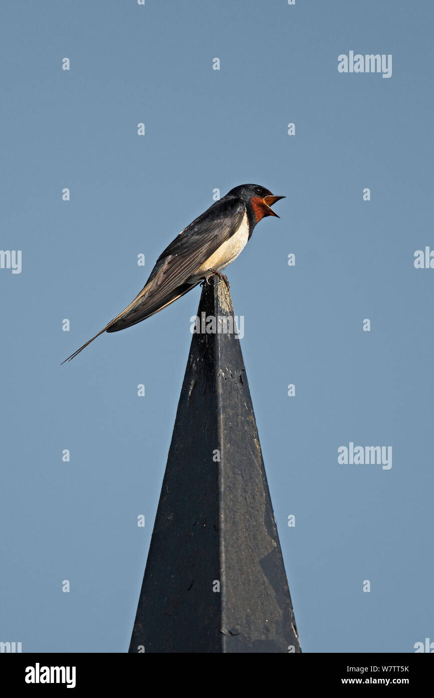 Swallow (Hirundo rustica) singing at top of building, Wirral, Merseyside, UK, June Stock Photo