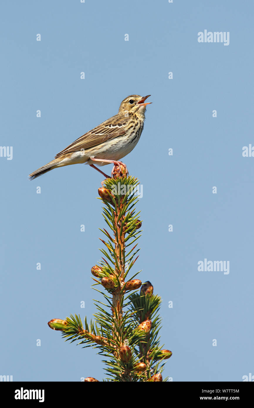 Tree Pipit (Anthus trivialis) singing in conifer forest, North Wales, UK, May. Stock Photo