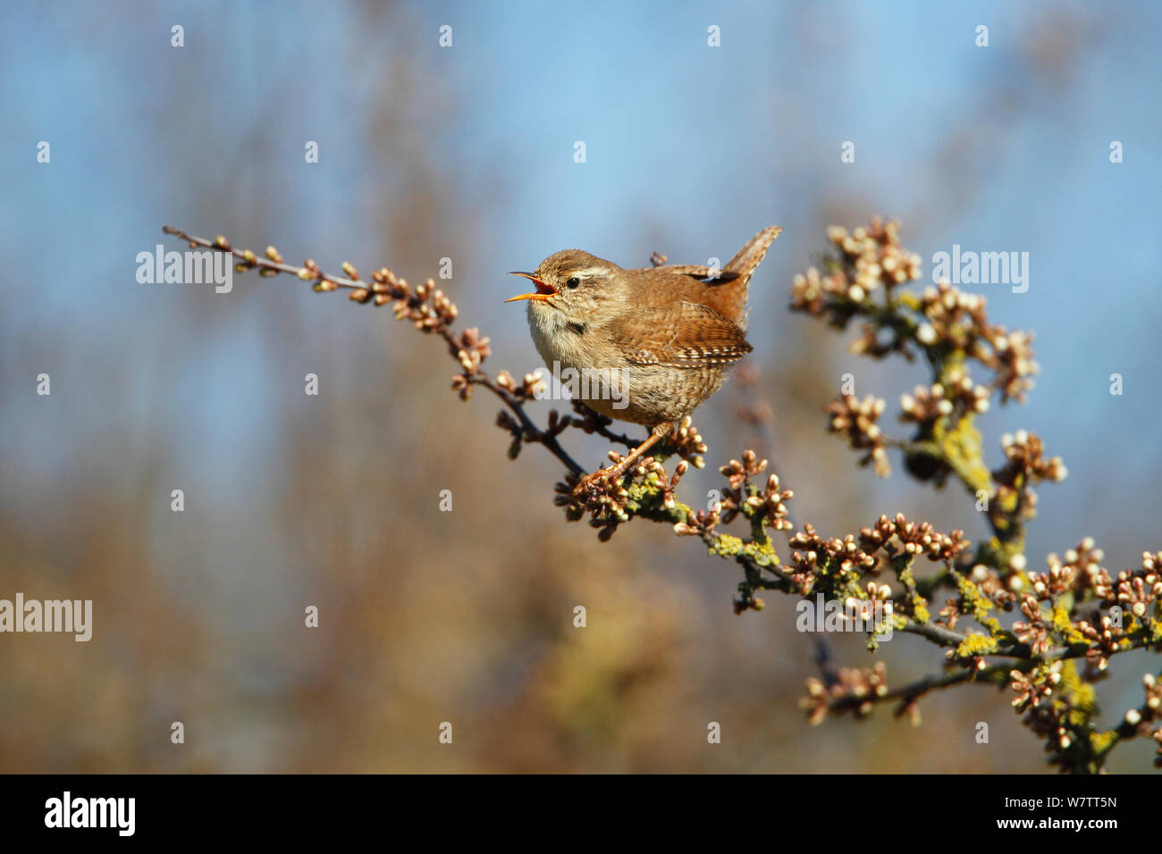 Wren (Troglodytes troglodytes) singing at top of Blackthorn bush (Prunus spinosa) on farmland, Cheshire, UK, April. Stock Photo