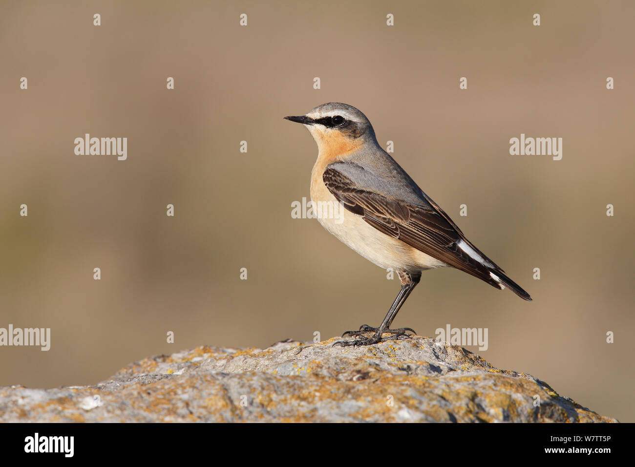 Wheatear (Oenanthe oenanthe) male perched on rock near coast on migration, Wirral, Merseyside, UK, May. Stock Photo