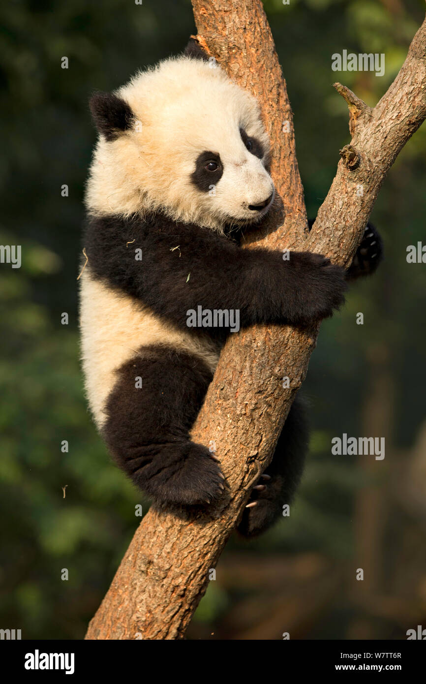 Giant Panda (Ailuropoda melanoleuca) cub climbing tree. Chengdu, China. Captive. Stock Photo