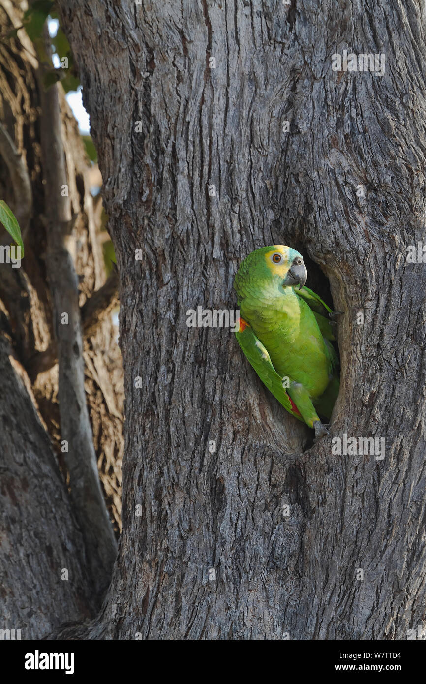 Blue fronted amazon parrot hires stock photography and images Alamy