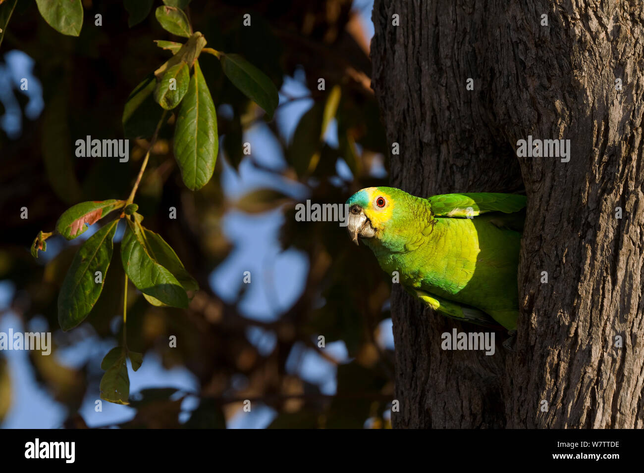 Turquoise fronted amazon parrot hi-res stock photography and images - Alamy