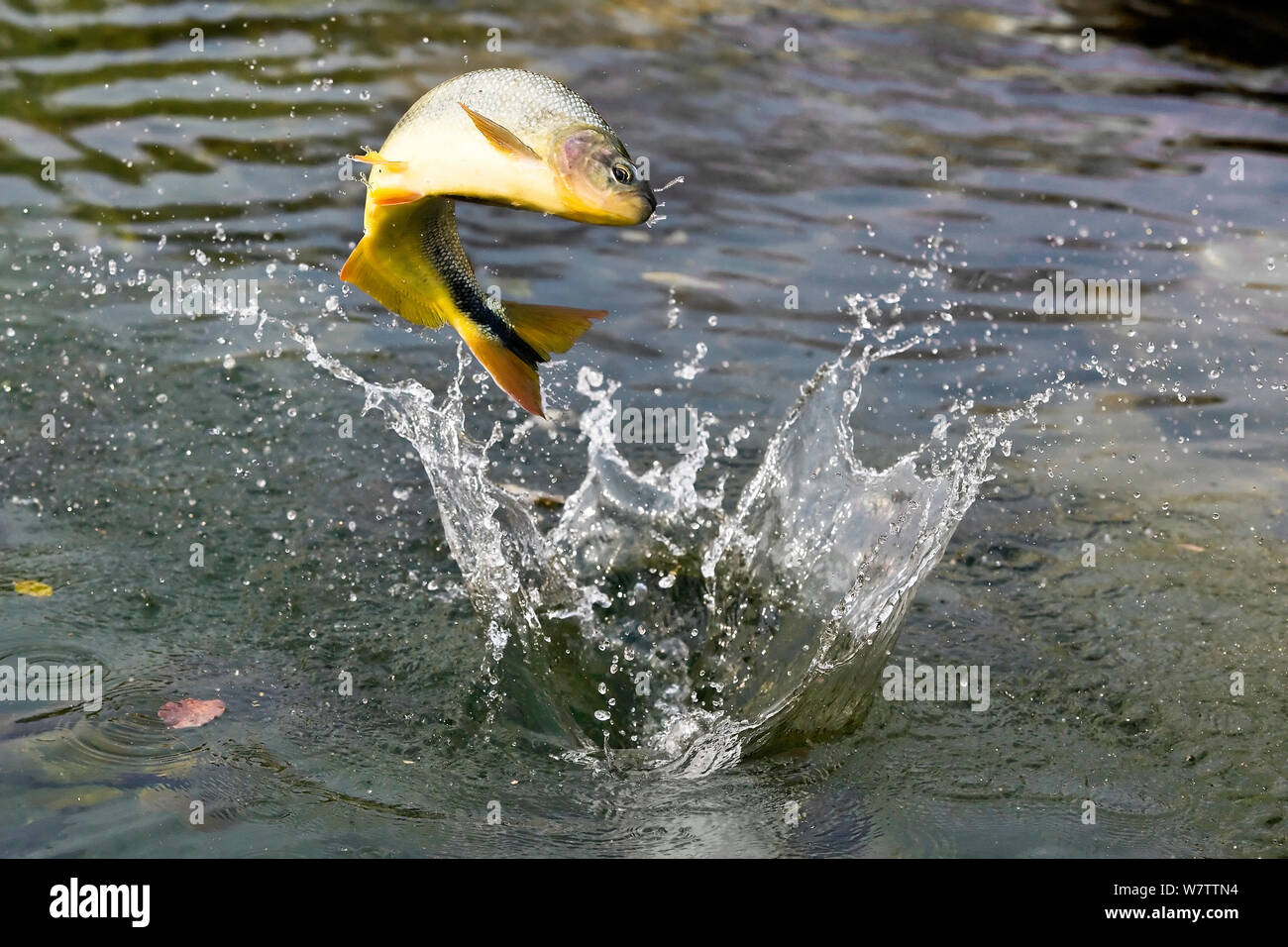 Piraputanga (Brycon hilarii) fish jumping to catch insects. Bonito, Mato Grosso do Sul, Brazil Stock Photo