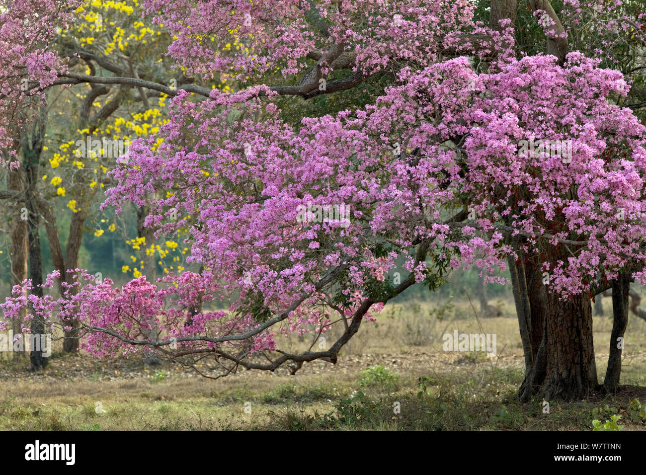 Pink Trumpet Tree (Tabebuia impetiginosa) in flower, Pantanal, Brazil. Stock Photo