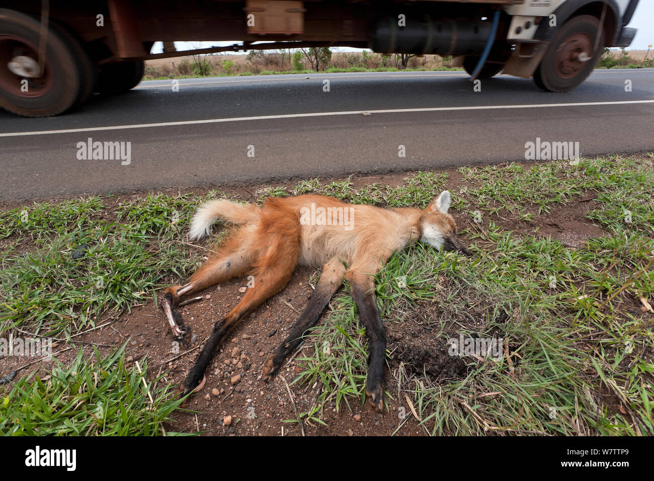 Dead Maned Wolf (Chrysocyon brachyurus) killed on road in the Cerrado, Brazil. Stock Photo