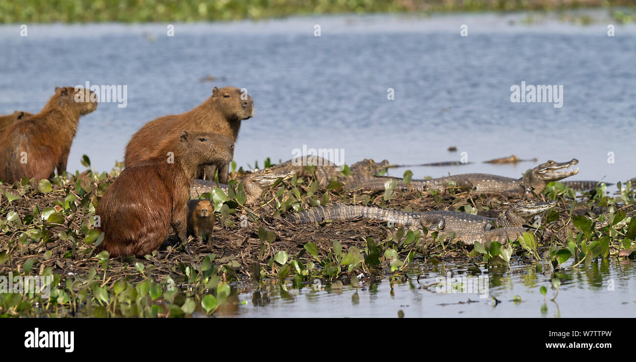 Capybara (Hydrochaeris hydrochaeris) watching Yacare Caiman (Caiman ...