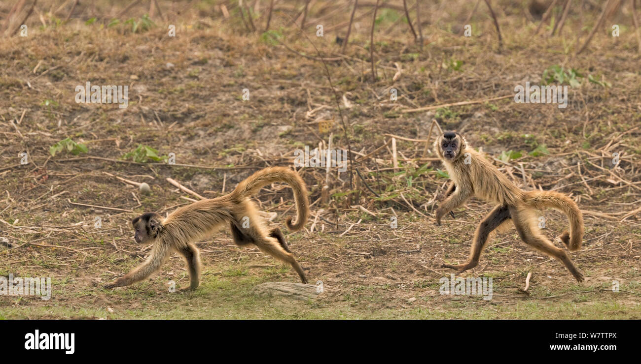 Brown Capuchins (Cebus apella) running along the ground, Pantanal, Brazil Stock Photo