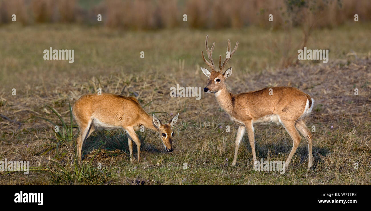 Pampas deer (Ozotoceros bezoarticus) male female pair, Pantanal, Brazil Stock Photo