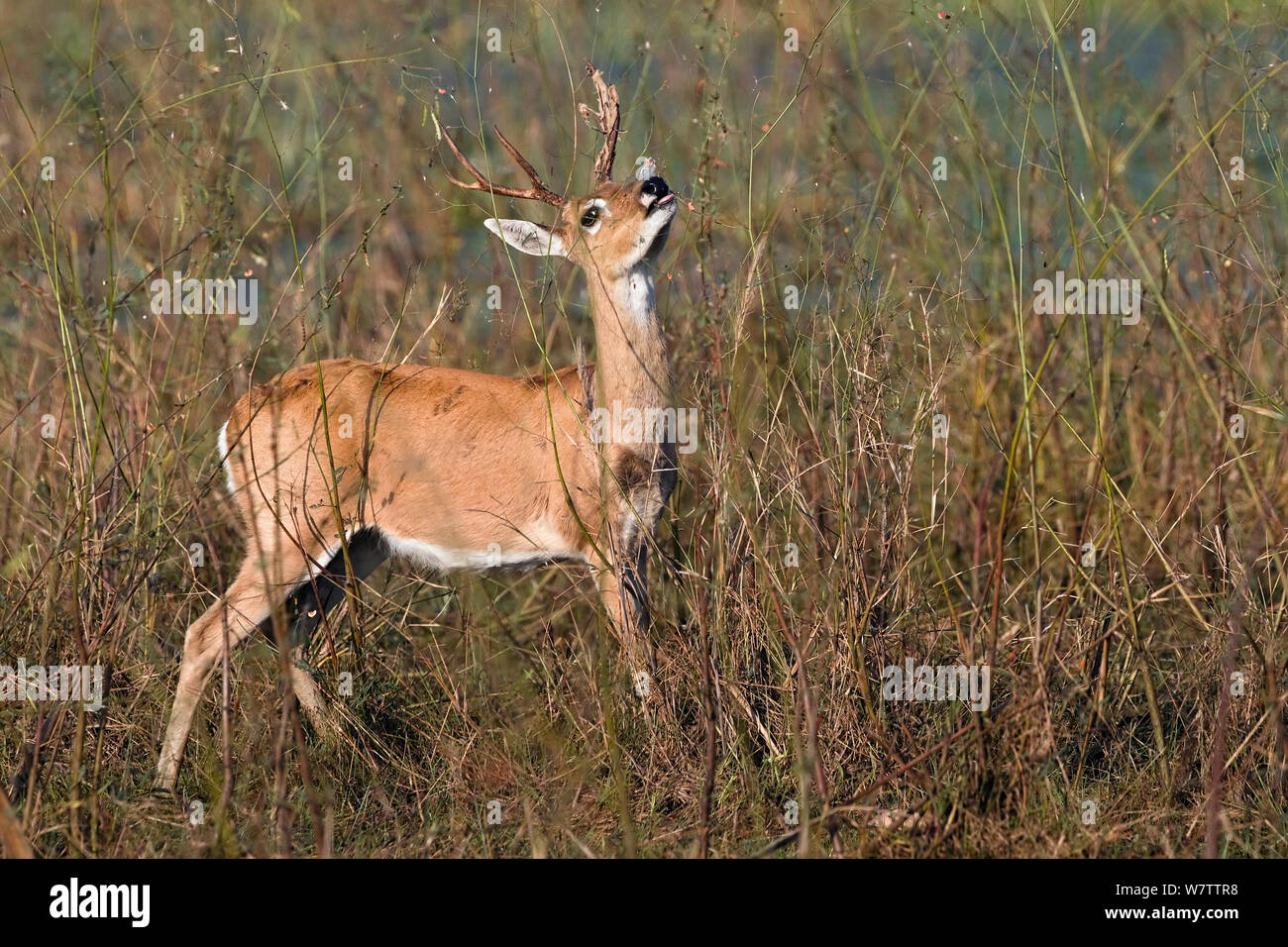 Pampas deer (Ozotoceros bezoarticus) feeding, Pantanal, Brazil. Stock Photo