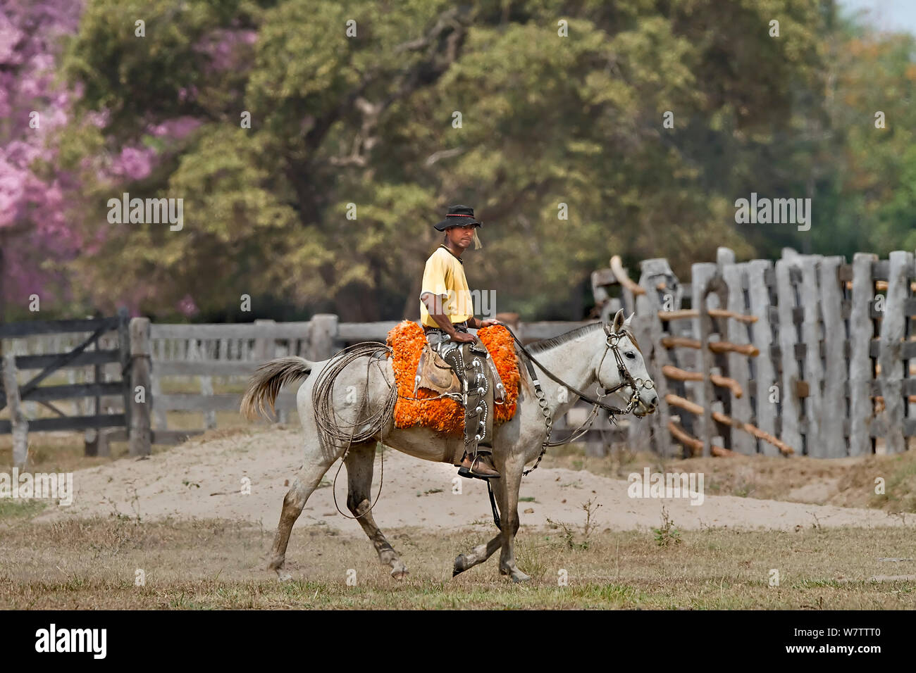 Peões pantaneiros tocando boiada com chicote de metal no Pantanal, Pantanal cowboys escorting the cattle with metal whip in Pantanal