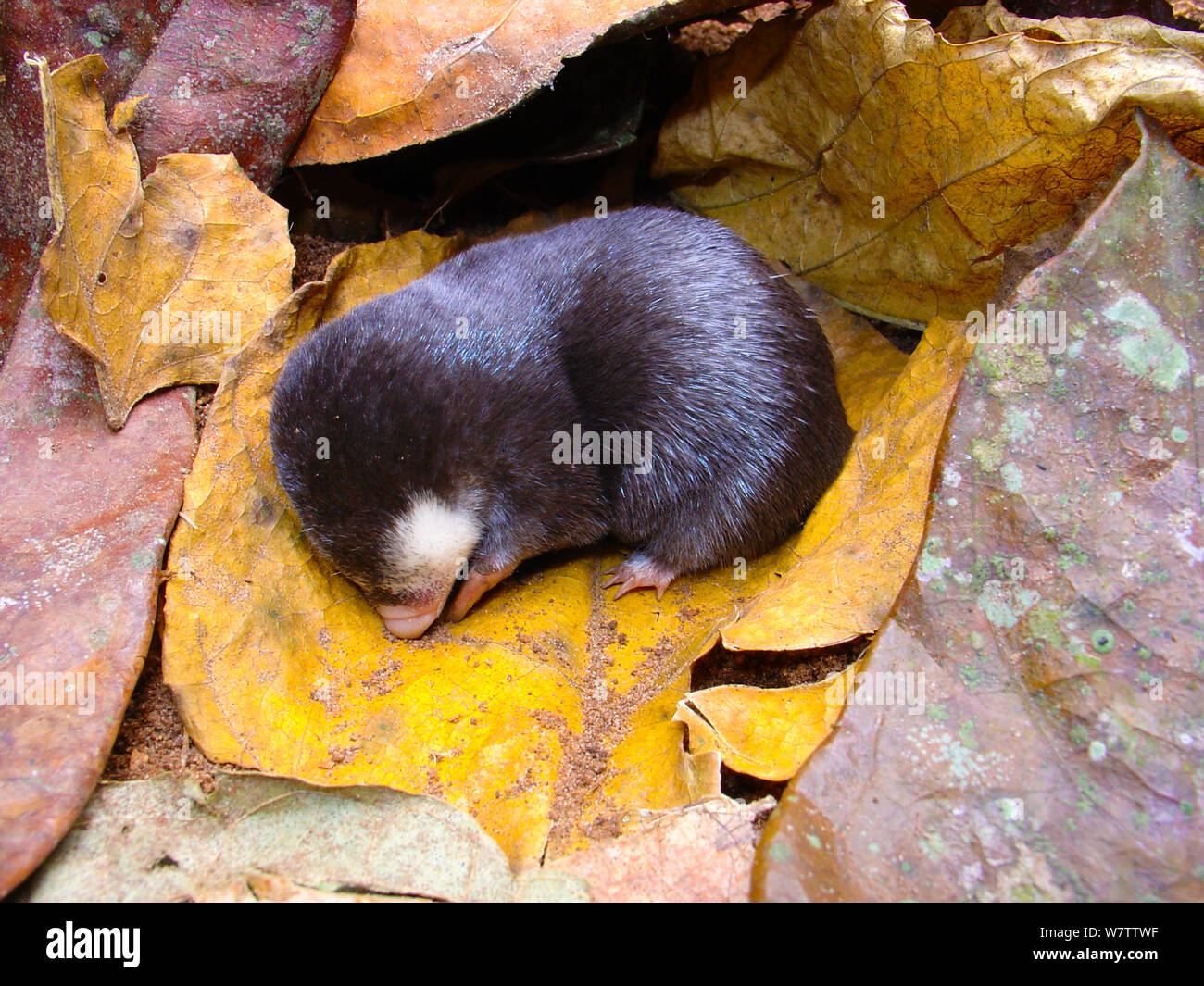 Golden mole animal hi-res stock photography and images - Alamy
