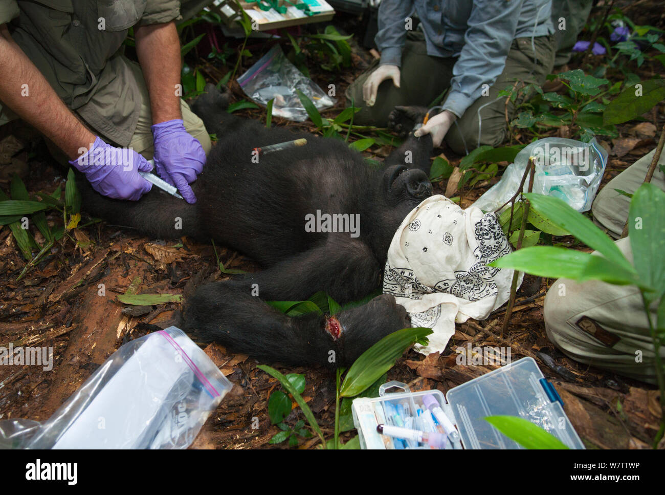 Blackback Gorilla High Resolution Stock Photography And Images Alamy